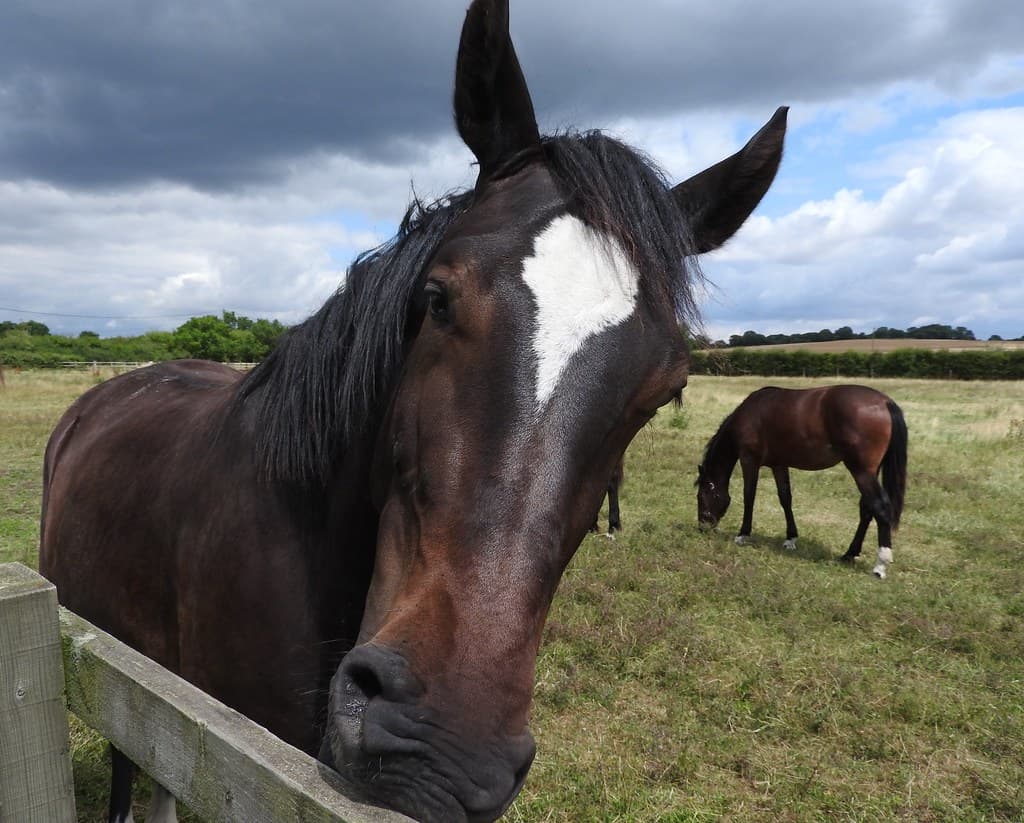 Horses
