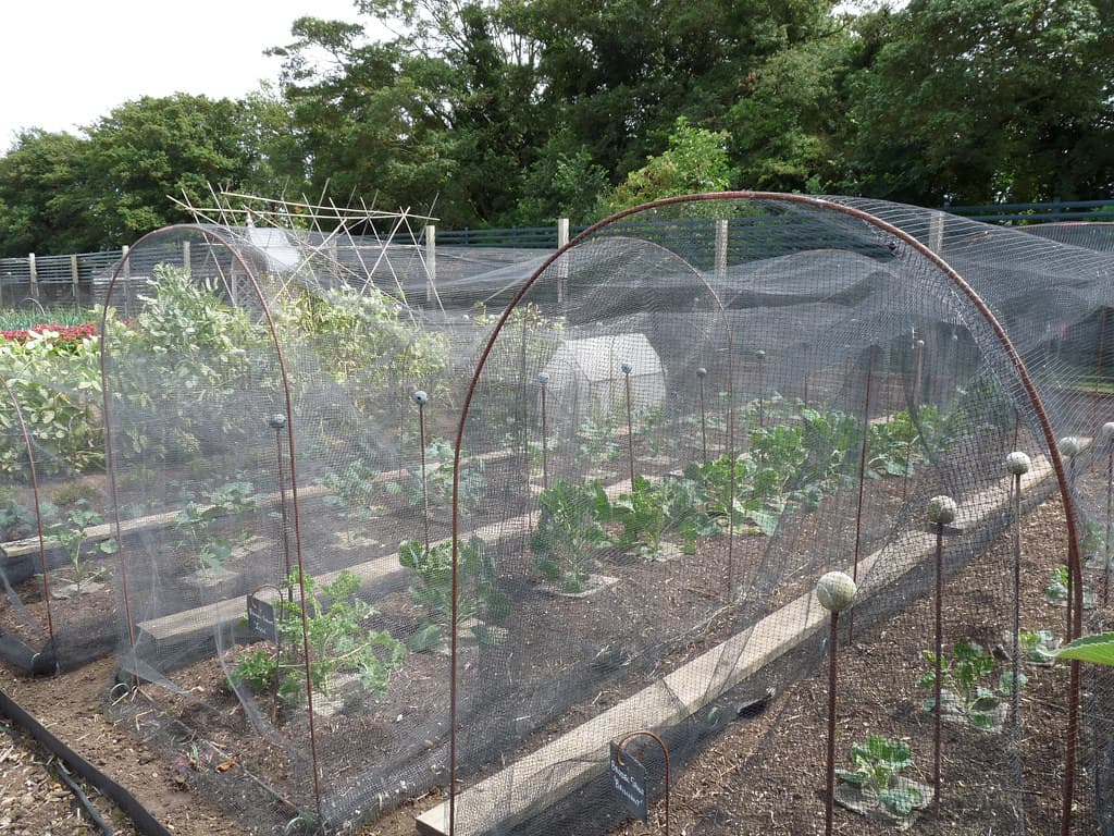 Lower Lovetts Farm organic kitchen garden (10)