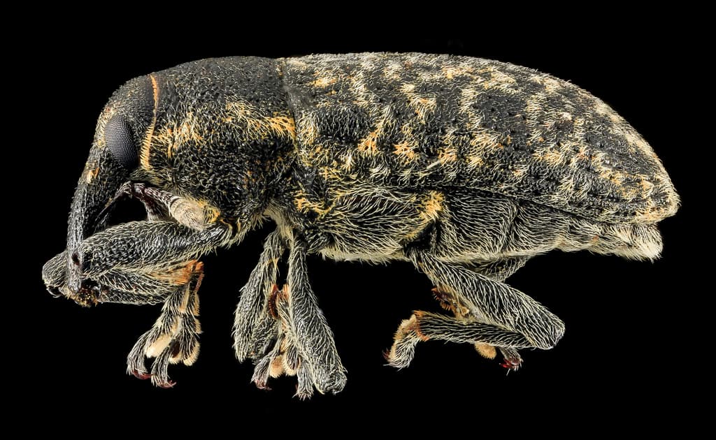Larinus planus, U, Side, Lake Michigan 2014-01-17-11.40.11 ZS PMax