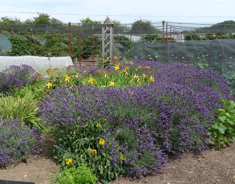 Lower Lovetts Farm organic kitchen garden (5)