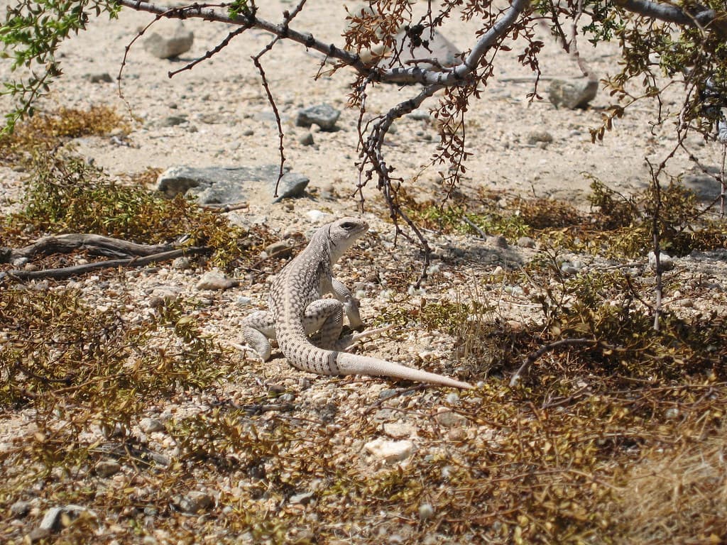 Desert iguana (Dipsosaurus dorsalis) at Cholla Cactus Garden