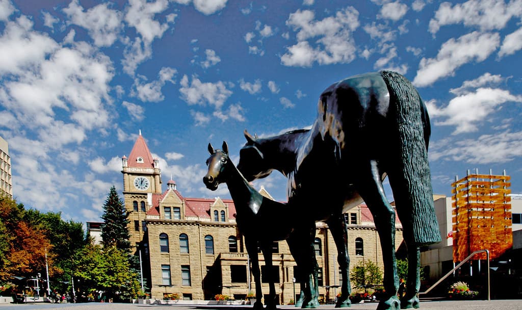 Family of Horses, Calgary.