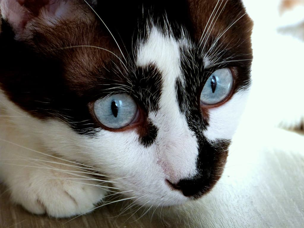 Windows to the soul
