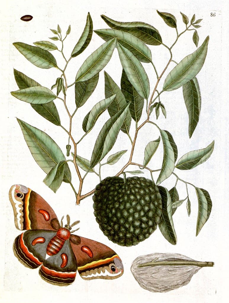 Custard Apple tree with Eyed Hawk-moth (1743)