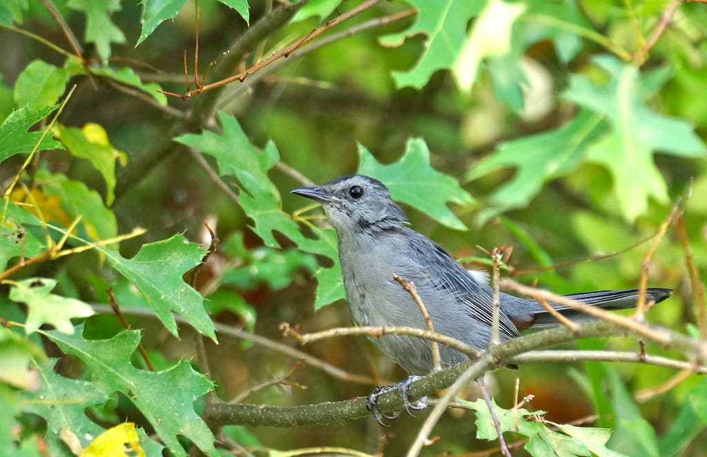 Gray Cat Bird-(Dumetella Carolinensis) - Black Hill Regional Park