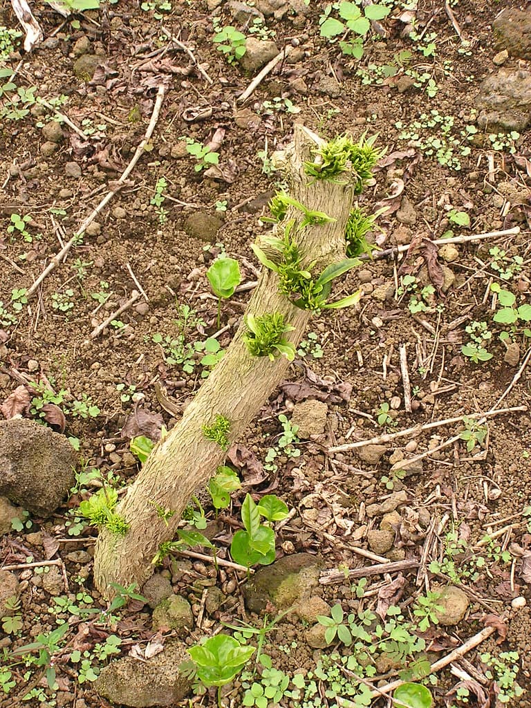 Glyphosate herbicide injury to coffee (Coffea arabica)