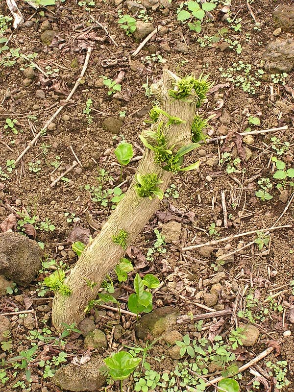 Glyphosate herbicide injury to coffee (Coffea arabica)