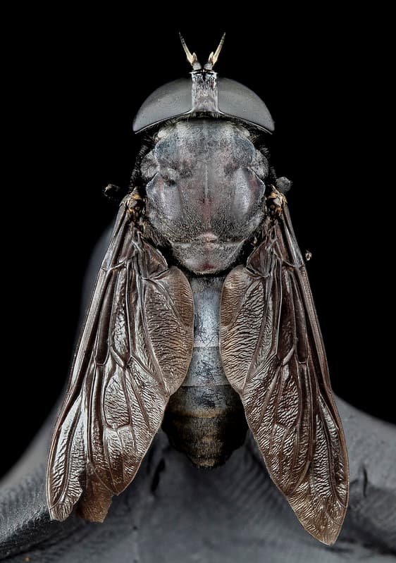 Horse fly, U, Back, MD 2013-08-22-12.57.46 ZS PMax