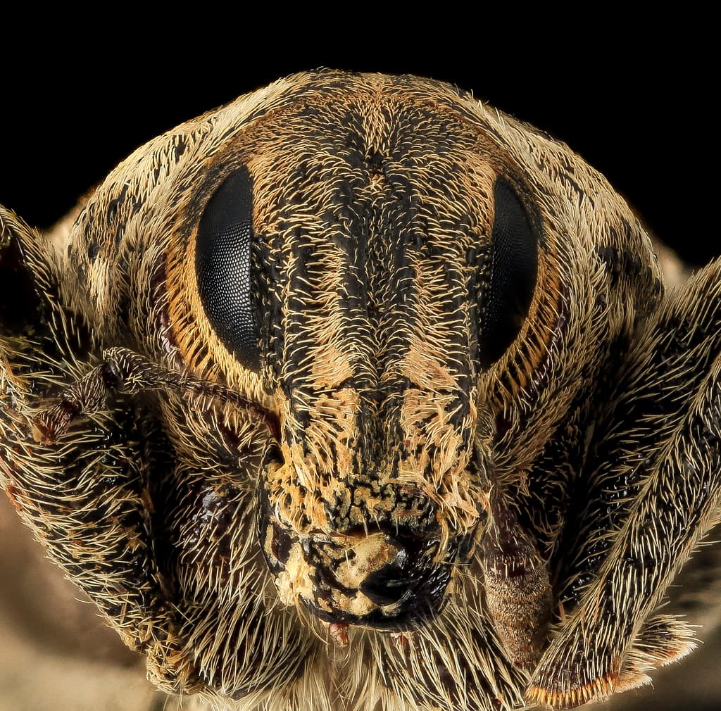 Cleonus, U, Face, Lake Michigan 2014-01-17-11.06.55 ZS PMax
