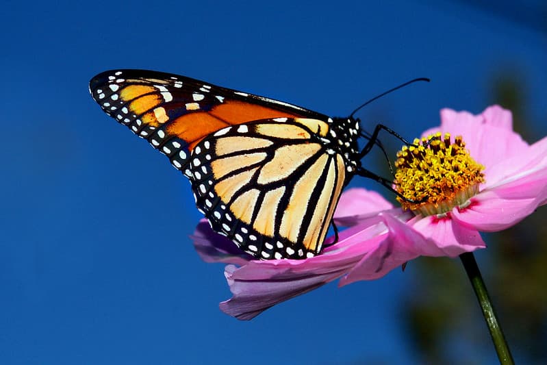 Monarch Butterfly on Cosmos