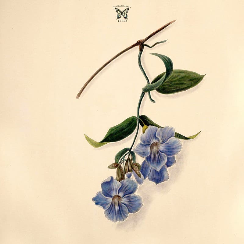 Thcentury, blueflowers, bluetrumpetvine