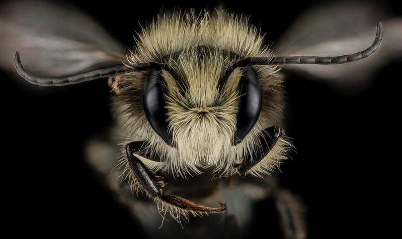 Aculeata, animal, animalia