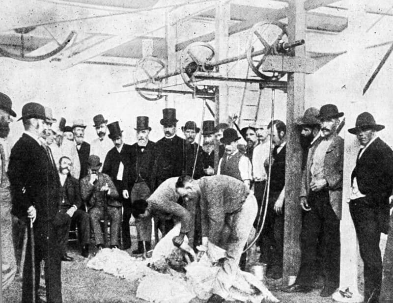 Demonstration of First Shearing Machinery, Queensland. c1885