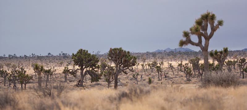 Joshua trees along Park Boulevard