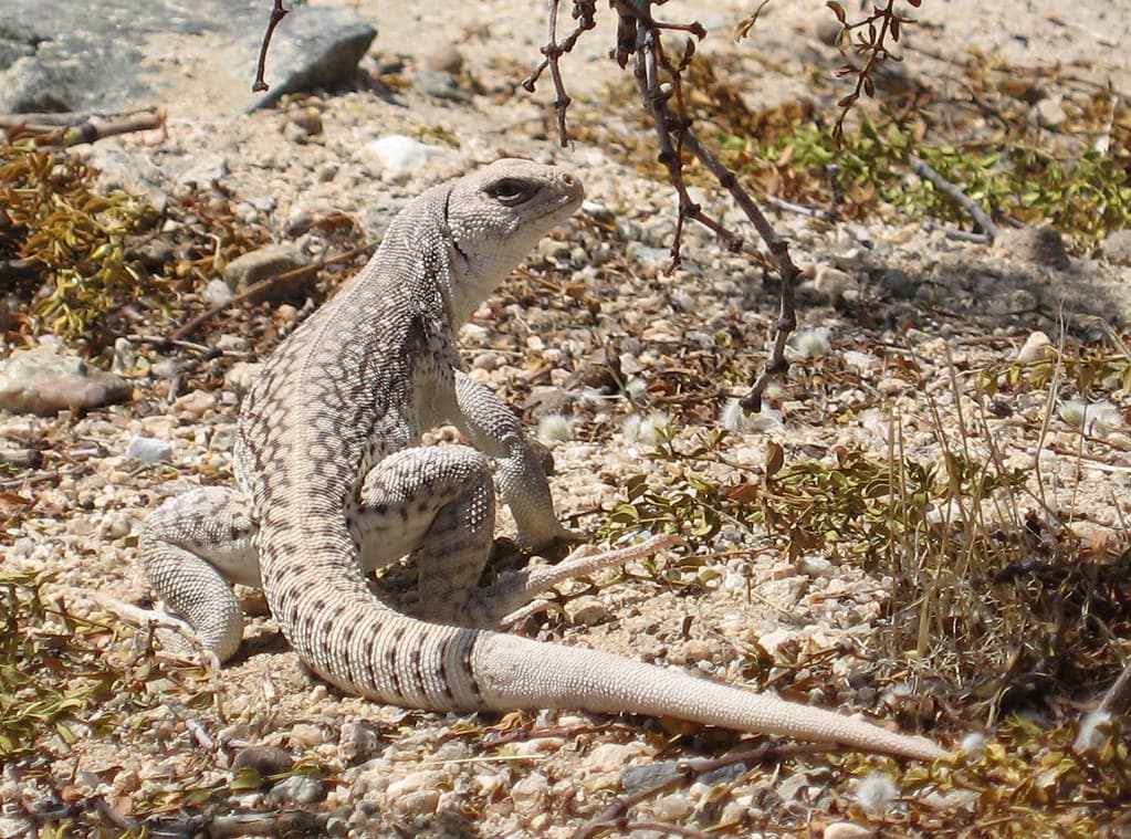 Desert iguana (Dipsosaurus dorsalis) at Cholla Cactus Garden