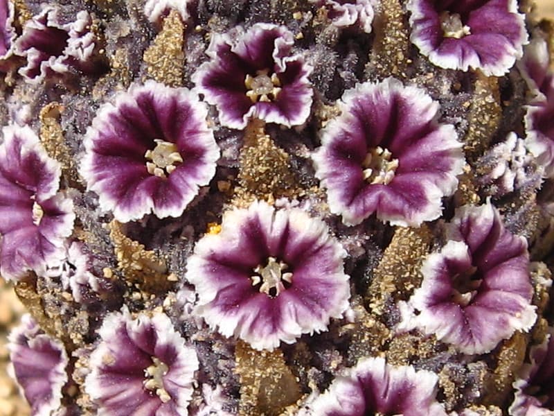 Desert Christmas tree (Pholisma arenarium); Indian Cove Campground