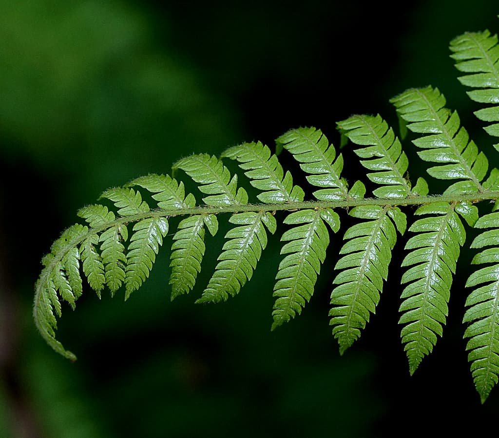 Velvet Fern. (Lastreopsis velutina)