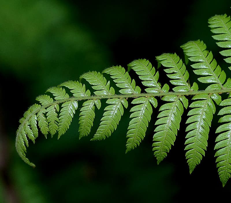 Velvet Fern. (Lastreopsis velutina)