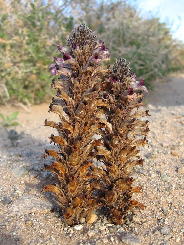 Desert broomrape (Orobanche cooperi); Old Dale Road