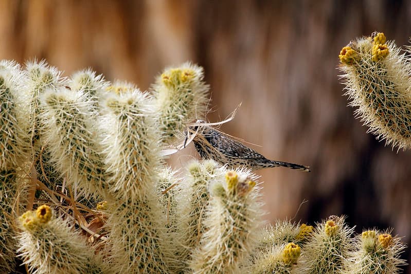 Cactus wren (Campylorhynchus brunneicapillus) building a nest