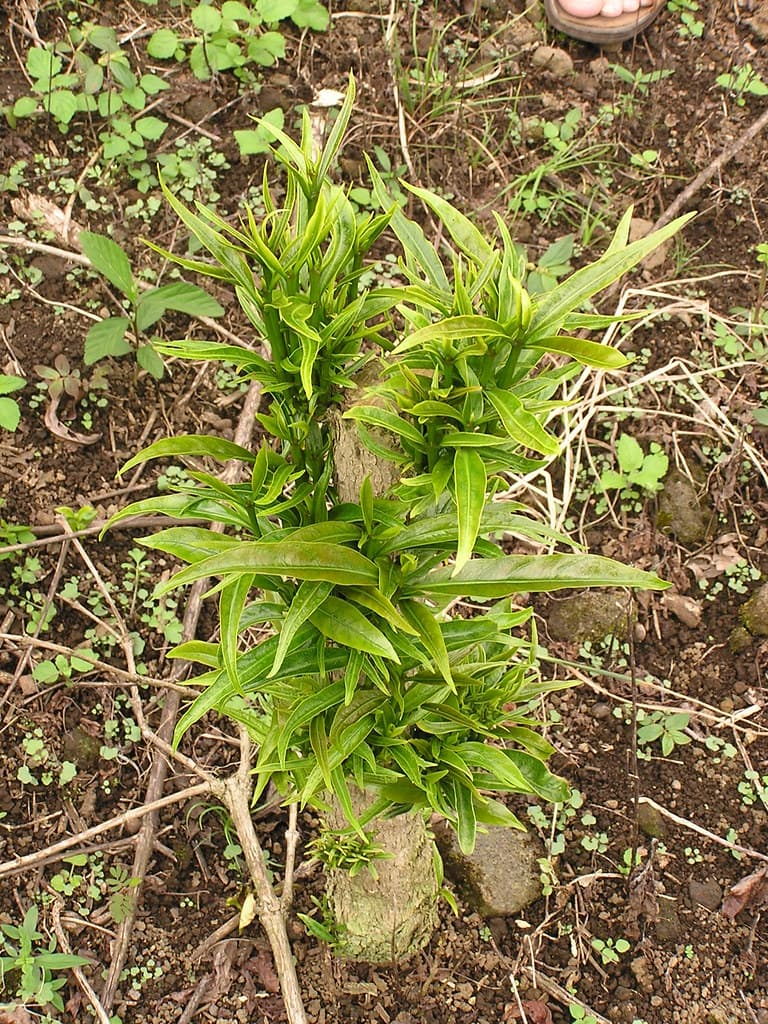 Glyphosate herbicide injury to coffee (Coffea arabica)