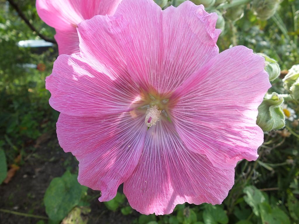 Beautiful flower