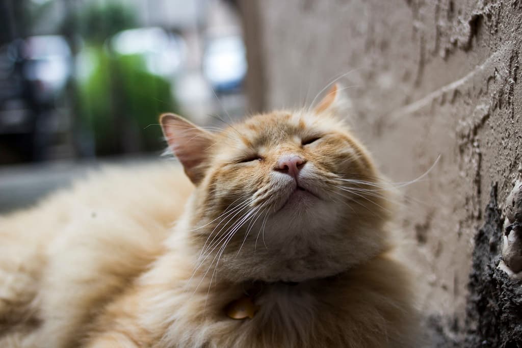 Apartment Cat