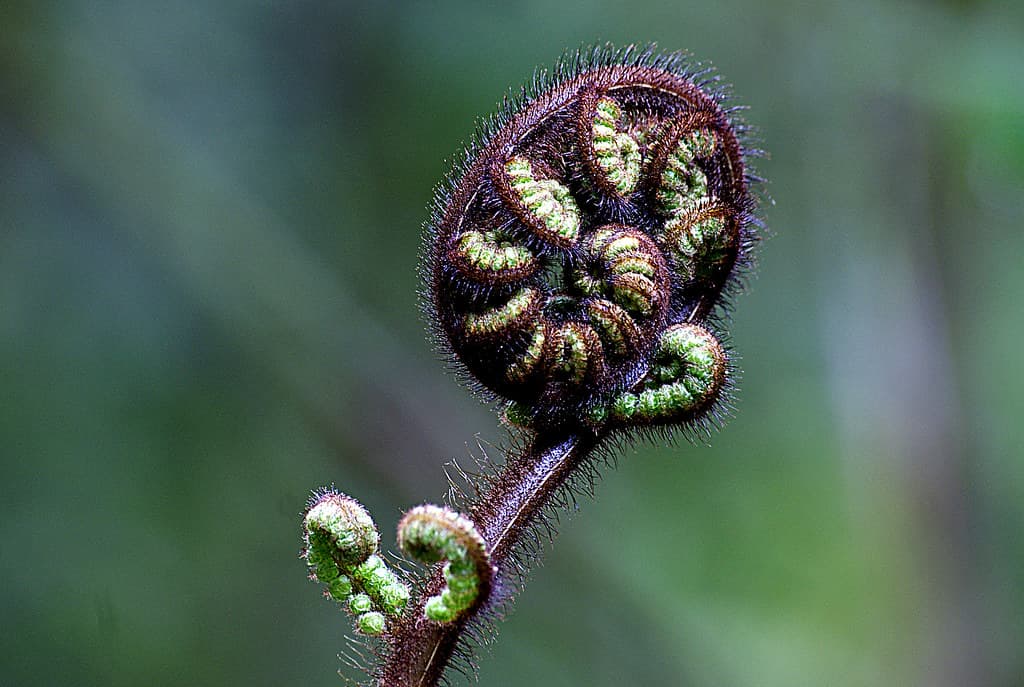 Fern frond.