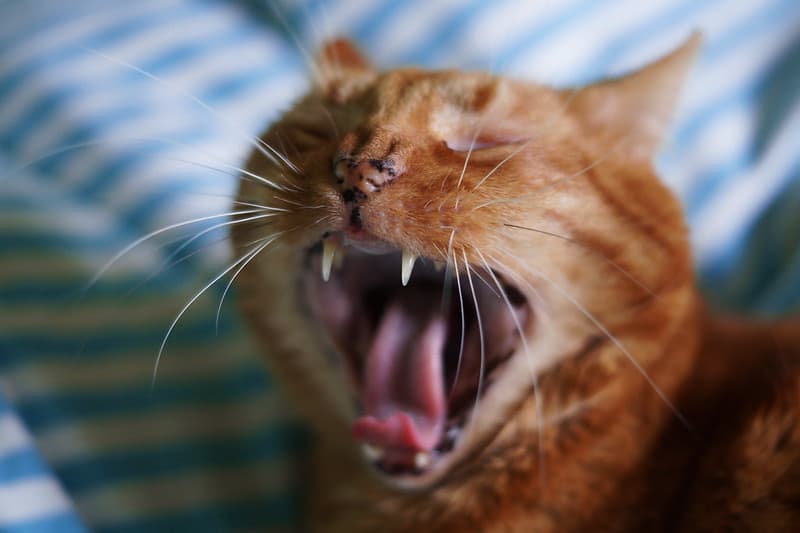 Yawning Cat