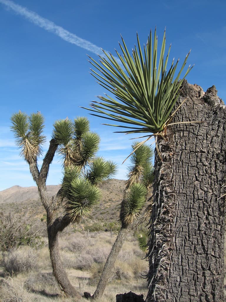 Resprouting Joshua tree (Yucca brevifolia); Black Rock Canyon