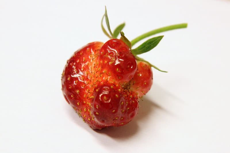 Project 365 #193: 120713 Ugly Fruit?