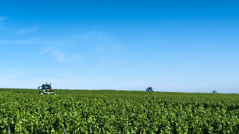 Vineyard grass trimmers