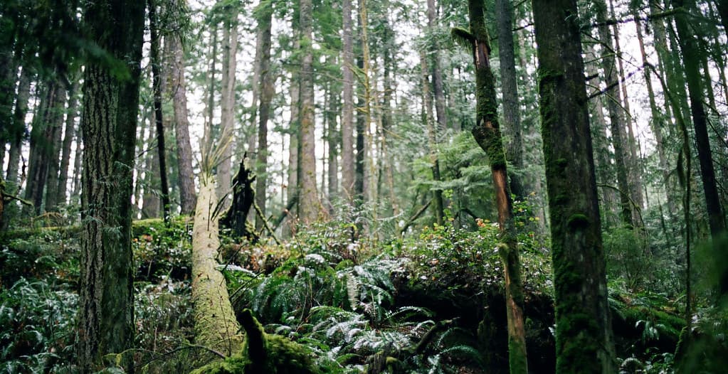 Forest trees and ferns, Vancouver