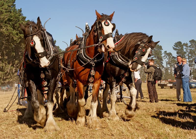 Horse ploughing.