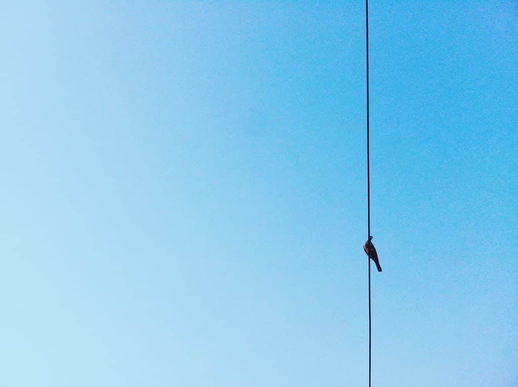 Single Bird on Wire
