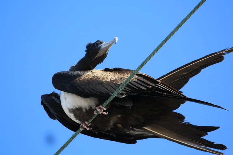 Magnificent Frigatebird best in Baja on wire (2)