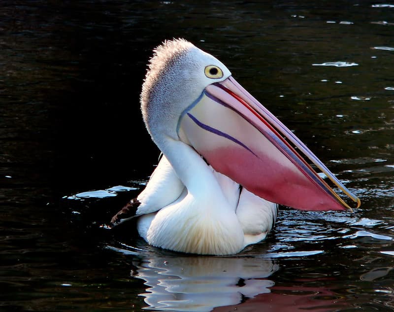 Pelican portrait. (Pelecanus conspicillatus)