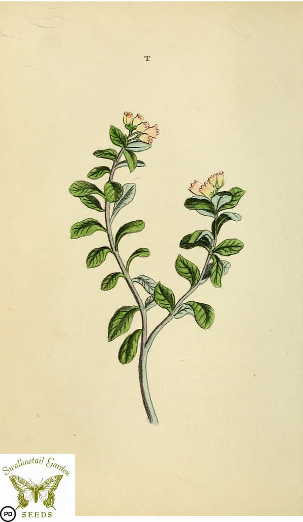 Botanical, botany, floraandthalia