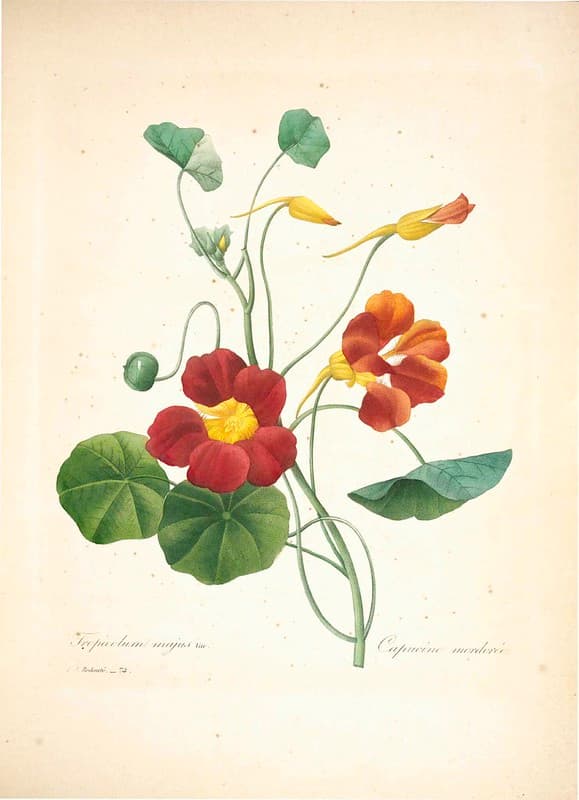 Botanical, botany, illustration