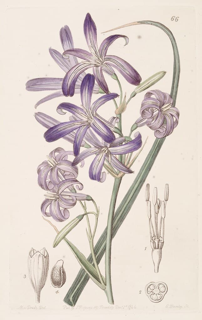 Thcentury, botanical, botany