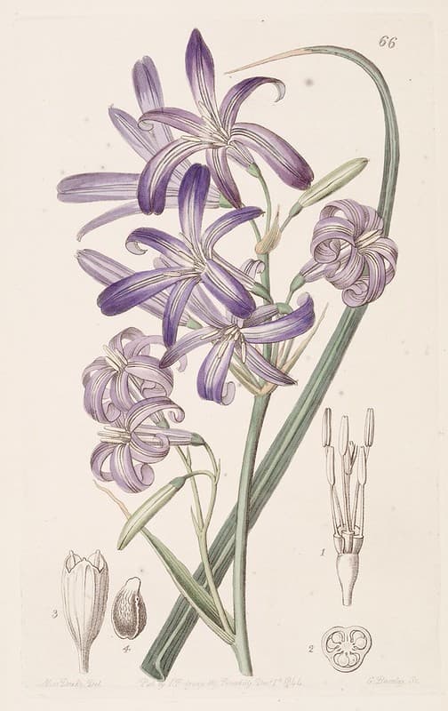 Thcentury, botanical, botany