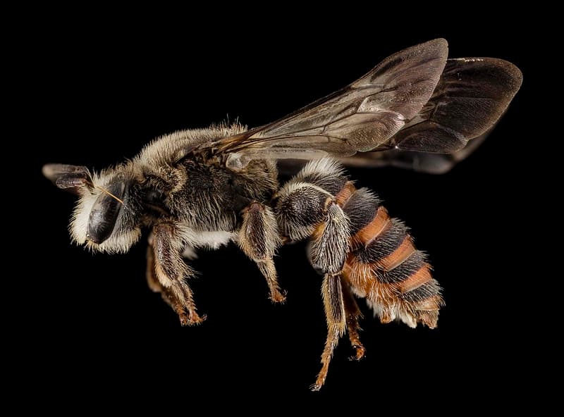 Aculeata, animal, animalia