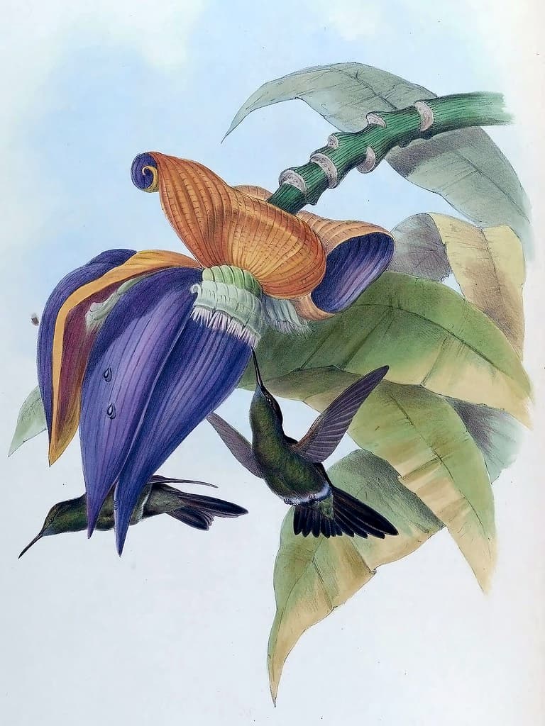 Hummingbird feeding on Banana flower [Musa paradisiaca] (1861)