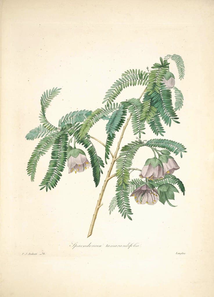 Botanical, botany, choix