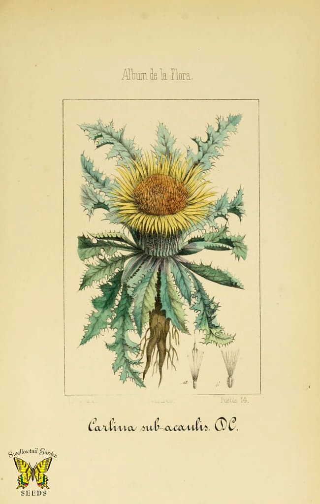Argentacm, botanical, botany