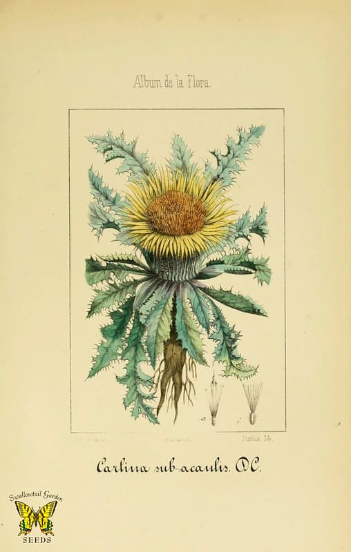 Argentacm, botanical, botany