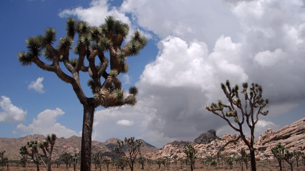 Joshua Trees and Clouds