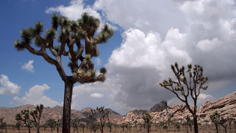 Joshua Trees and Clouds