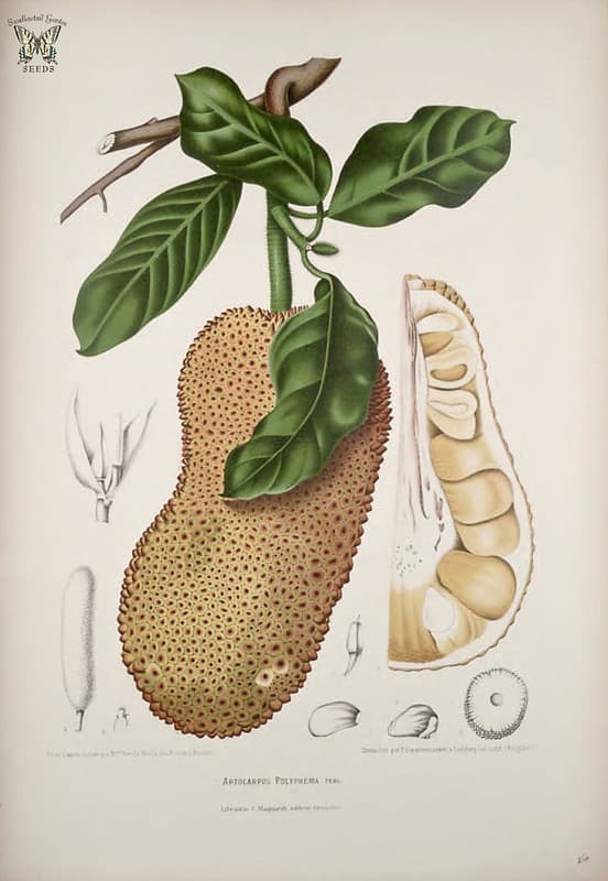 Thcentury, artocarpus, artocarpusinteger