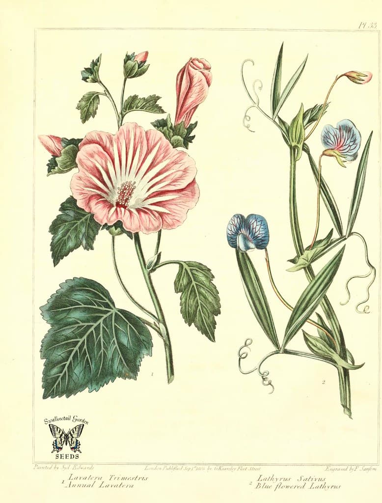 Thcentury, botanical, botany
